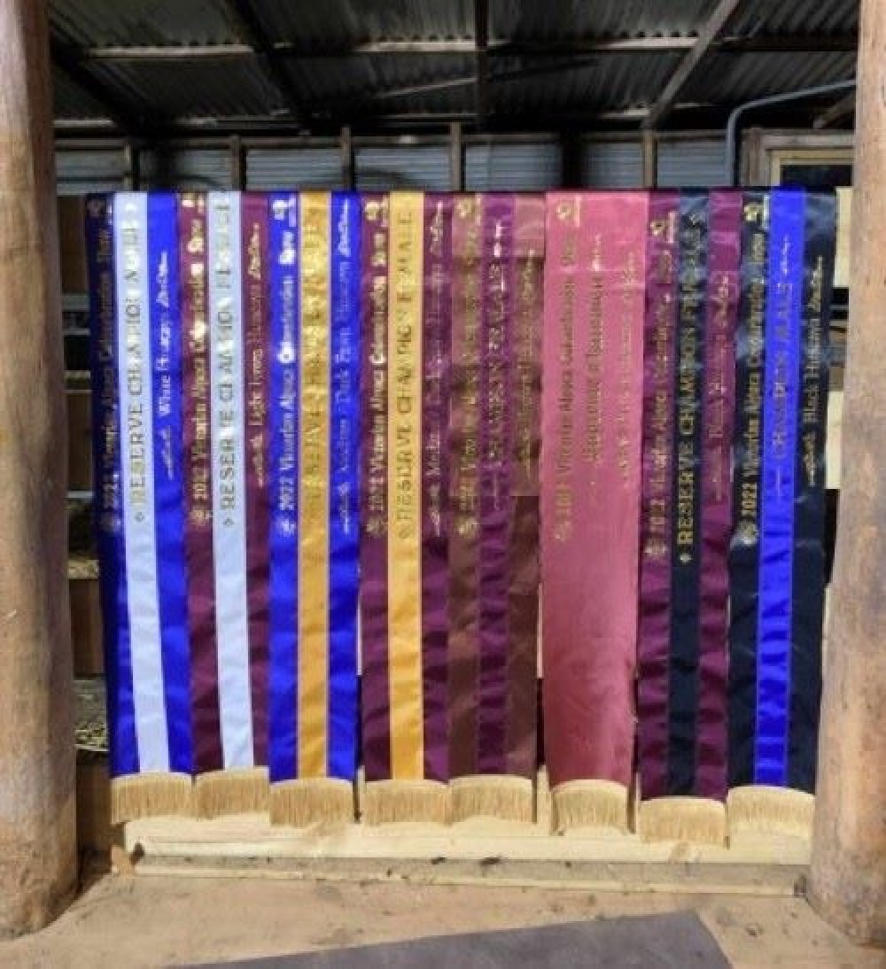Colourbration ribbons web image lower res 2