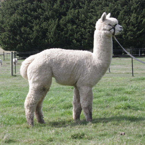 alpaca studmales