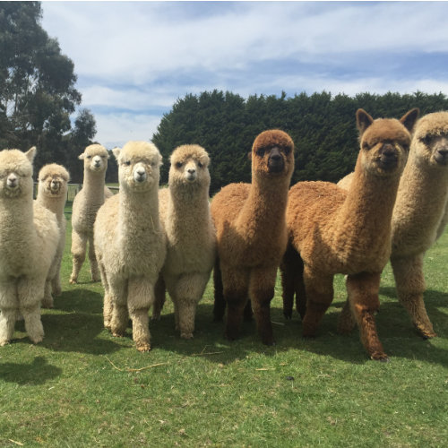 alpacas for sale